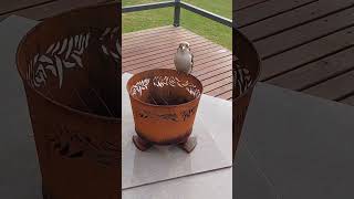 Cutest Kookaburra 🥰kookaburra birds birdlovers nature wildlife shorts olib774 [upl. by Drabeck]