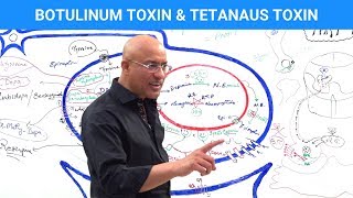 Botulinum Toxin amp Tetanus Toxin Mechanism [upl. by Gaither]