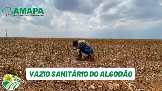 VAZIO SANITÁRIO DO ALGODÃO [upl. by Stalder]