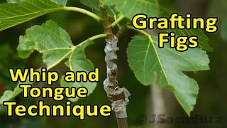 Grafting Fig Trees  Whip and Tongue  Grafting Technique [upl. by Harbot]