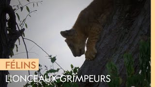 Une lionne montre à ses petits comment grimper aux arbres [upl. by Sonitnatsnok]