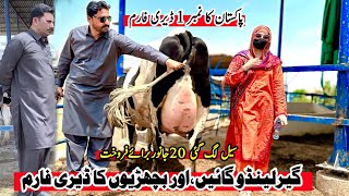 Subhan Dairy Farm  Girlando Cow  Girlando Heifer  Cow For Sale New Video  Pk Janwar Mandi [upl. by Aiuqat]