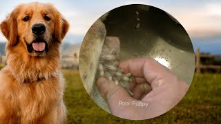 Removing mangoworm in dog  Mangoworms removal in dog 22 [upl. by Rhett]