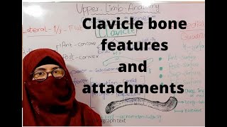 Clavicle bone anatomy  clavicle side determination  attachments  bony landmarks  upper limb [upl. by Lenoyl]