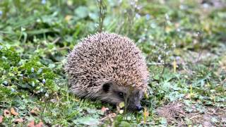 Tierleben im Herzen Hessens Trailer  Natur am Erlensee [upl. by Eiralam]