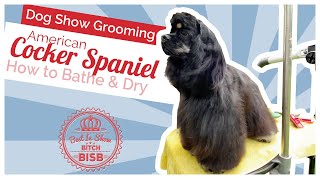 Dog Show Grooming How to Groom an American Cocker Spaniel  Bath amp Blow Dry [upl. by Derrik]