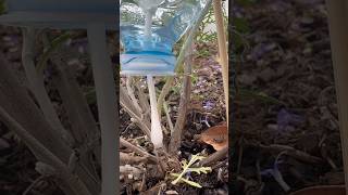 Fabrique ton goutteàgoutte  astuce diy plante jardin [upl. by Etnoed402]