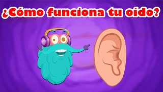 Descubre lo especial e interesante de las orejas  Ciencias para niños [upl. by Ymaral]