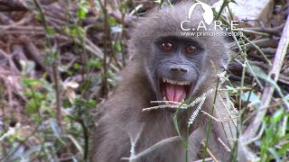 Baby Markiki Having Tantrums due to Weaning [upl. by Iey]