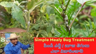 Simple Mealybug treatment  పిండి నల్లి బూజు తెగులు ఎలా నివారించాలి [upl. by Hnahc]