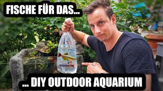 Die Fische für mein DIY Outdoor Aquarium ziehen ein [upl. by Airegin880]