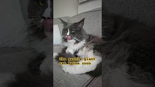 the gentle giant Maine Coon [upl. by Adnah]