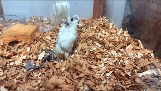 【ハムスター】ごはんを求めて仁王立のジャンガリアンハムスター【4K】Djungarian hamster standing in a pose looking for food [upl. by Nroht]