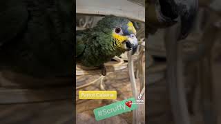 Orange Winged Amazon Parrot Scruffy Clicks his Tongue [upl. by Coke583]