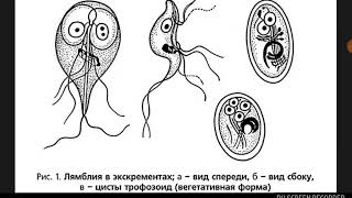 Giardia lamblia [upl. by Terriss]