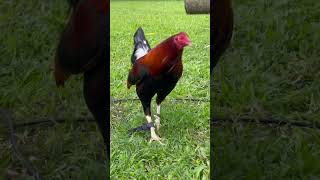 3 year old Claret broodcocks Tonio and Mica Gamefarm Philippines gamefowlbreeder [upl. by Hanavas]