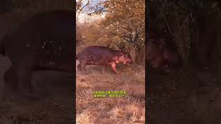 Hippos chase lions away Fantastic Beasts Are Here [upl. by Atina]