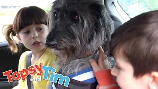 Kayıp Anahtarlar ve Köpek Günü  Topsy ve Tim  WildBrain Çocuklar [upl. by Esina]