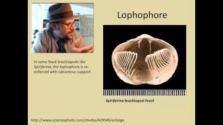 What are Brachiopods [upl. by Naejamron]