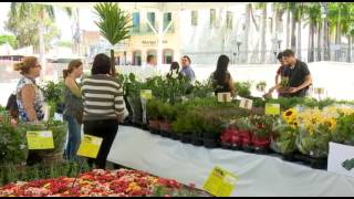 Festival de Flores de Holambra Balanço Geral  040517 [upl. by Seavey]