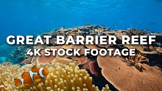 Great Barrier Reef 4K Stock Footage  Vibrant Coral Reefs Wildlife Restoration Coral Bleaching [upl. by Ozne]