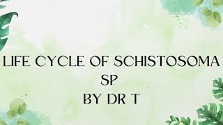 Life cycle of Schistosoma sp [upl. by Atirihs957]