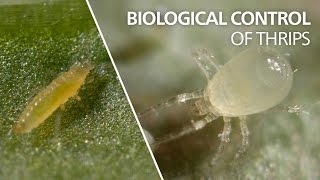 Biological control of thrips  Amblydromalus limonicus [upl. by Celinda]