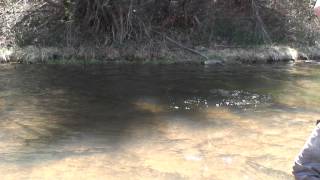 Dry Flies on the Frying Pan River [upl. by Atinoj]