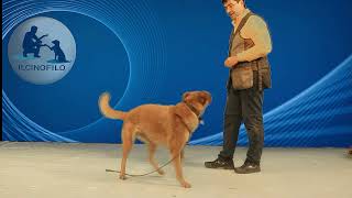 TutorialCOME INSEGNARE AL CANE A RISPONDERE AL NOME E PRESTARE ATTENZIONE TUTORIAL [upl. by Yecnuahc]