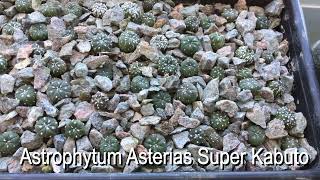 11 month old update on Astrophytum Asteria Ariocarpus Gymnocalycium [upl. by Leiad]