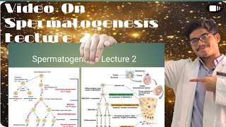 Spermatogenesis Lecture  Stages of Spermatogenesis [upl. by Yelekalb]