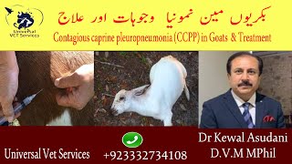 Contagious caprine pleuropneumonia CCPP in Goats amp Treatment goat issues Gaot farming Fever ppr [upl. by Armanda630]