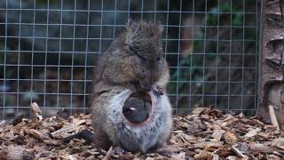 Potoroo Joey Emerges at Longleat [upl. by Blaseio432]