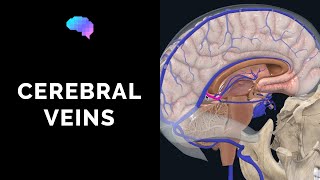 Venous Drainage of the Brain 3D tutorial  UKMLA  CPSA [upl. by Dlarrej]