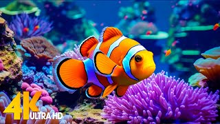 Aquarium 4K VIDEO ULTRA HD 🐠 Beautiful Coral Reef Fish  Relaxing Sleep Meditation Music 28 [upl. by Redla]