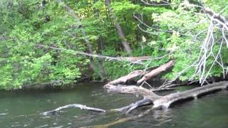 NY northern water snake New York State boating [upl. by Ettevey]