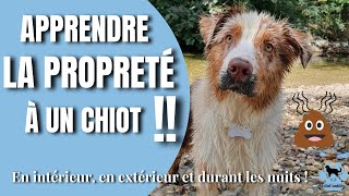 La propreté du chiot  Un chiot propre en 2 mois  Cest possible [upl. by Akiwak66]