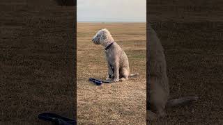 Wilson sitting in the wind bedlingtonwhippet [upl. by Innek]