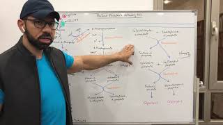 Pentose Phosphate Pathway 2 [upl. by Ahsilet]