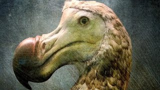 Scientists Finally Know The Real Reason Dodo Birds Went Extinct [upl. by Percy]