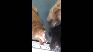 Labradoodle vs goldendoodle The smartest dogs [upl. by Illah503]