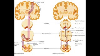 DIFFERENCE ENTRE LA VOIE PYRAMIDALE ET EXTRAPYRAMIDALE [upl. by Ulane]