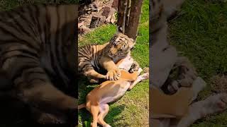 Bengal Tiger Playing With Pitbull Dog  Nouman Hassan [upl. by Nnaira111]