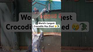 World’s Largest Crocodile Has Died 😢🐊shorts crocodile [upl. by Enaitsirhc]