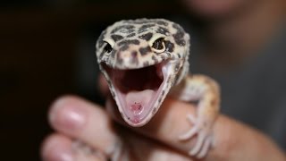 CUTE GECKO SCREAMS LIKE A BABY  BRIAN BARCZYK [upl. by Zane]