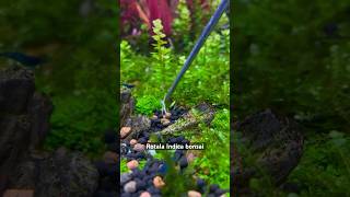 Rotala Indica bonsai aquarium fish poisson aquariumplants aquariumdesign fishcontent [upl. by Egamlat855]