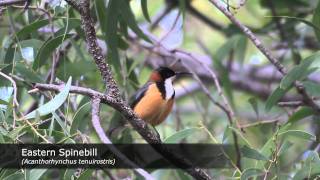 Digiscoping Australian Birds 2  Swarovski STM80HD TLS800 Canon 7D [upl. by Eiggem]