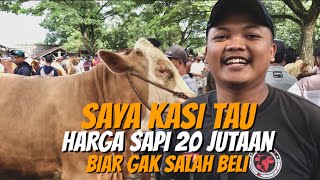 REVIEW LENGKAP ❗️Harga Sapi 20 Juta Keatas Menit Ke 7 Ada Sapi Jumbo Harga Murah [upl. by Akihsay]