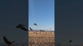 goose hunt  chasse nature snowgoosehunting huntingwaterfowl goose chasseur hunterxhunter [upl. by Bernadene]