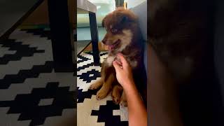 2 months old Finnish Lapphund dog finnishlapphund puppy lapinkoira cute [upl. by Hamilton]